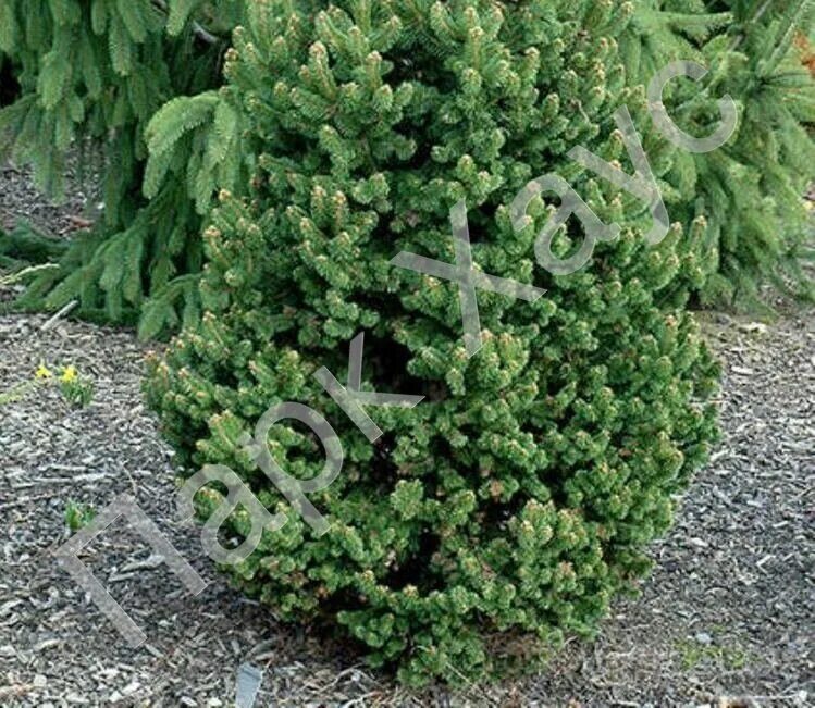 Компактные ели. Ель обыкновенная `Эмсланд` Picea Abies `Emsland`. Ель обыкновенная "compacta". Picea Abies compacta. Ель Picea Abies.