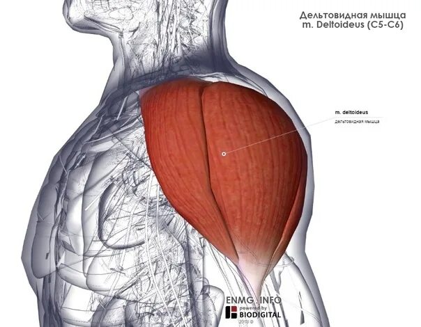 Дельтовидная мышца анатомия человека. Дельтовидная мышца плеча анатомия. Задняя Дельта анатомия функции. 7 Пучков дельтовидной мышцы.