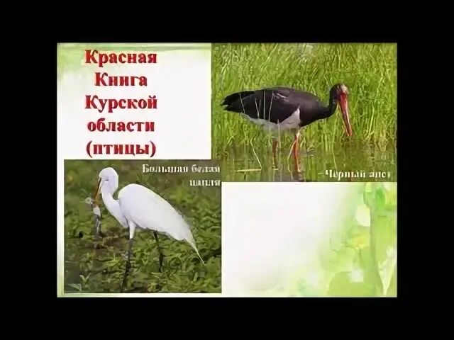 Красная книга Курской области птицы. Красная книга крускойобласти. Животные красной книги Курской области. Красная книга Курской области книга.