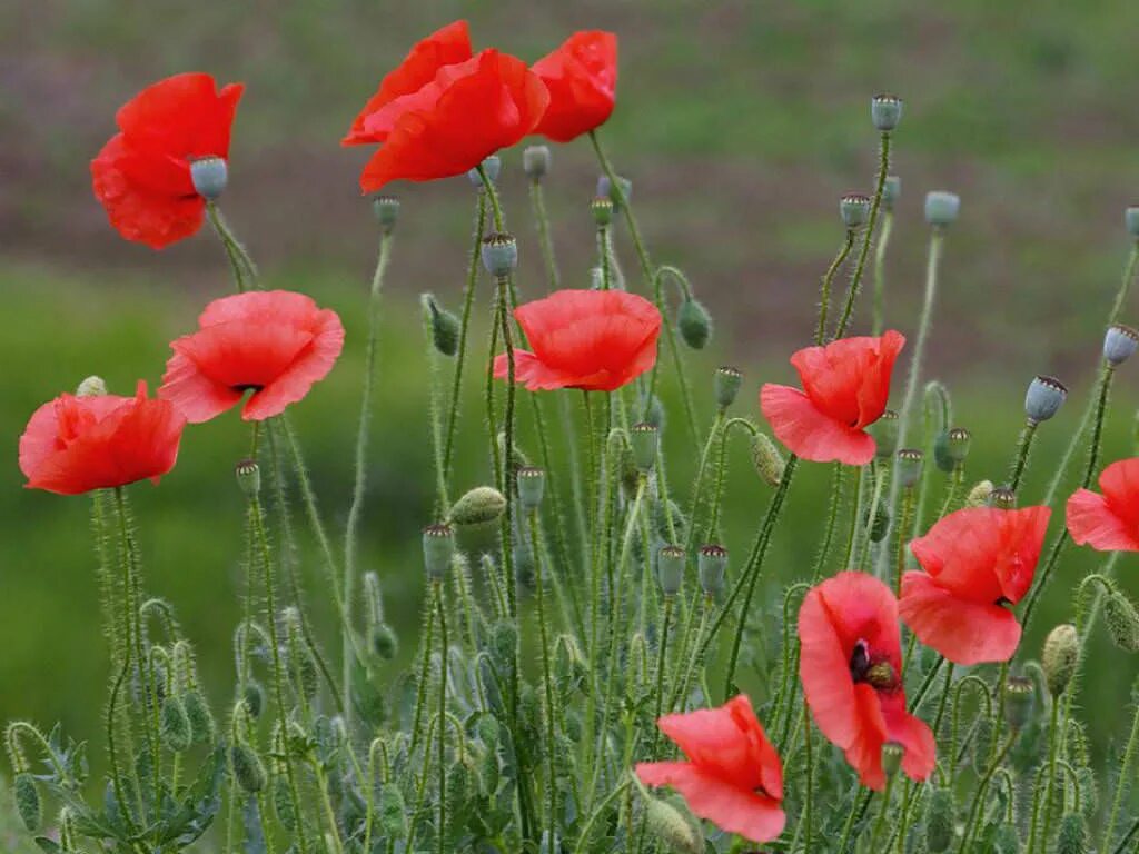 Мак папавер самосейка. Мак полевой (Мак-самосейка. Мак самосейка (Papaver rhoeas) Ширли.. Мак Крымская самосейка опиумная. Corn poppies