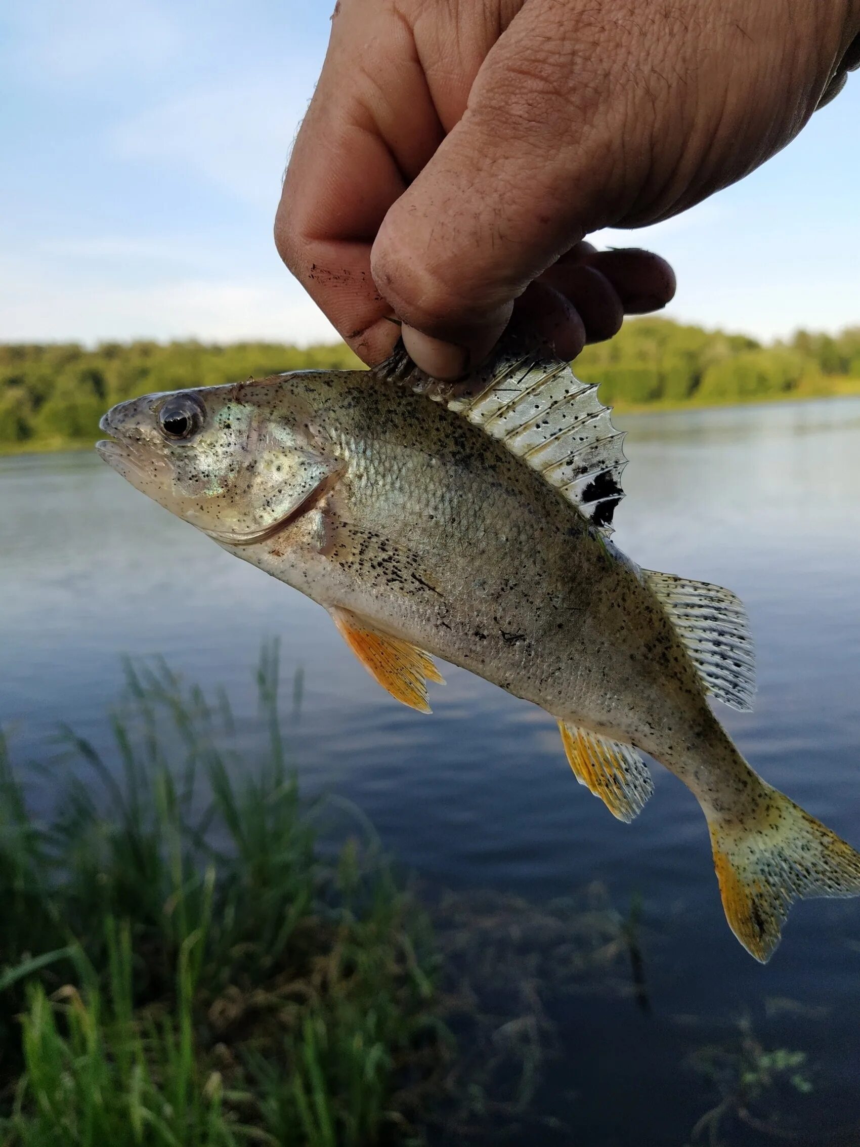 обитания двух популяций обыкновенной окуня. рыба похожая на окуня с полосками как называется. среда обитания речного окуня. симпатрическое видообразование примеры. в оконь фото.