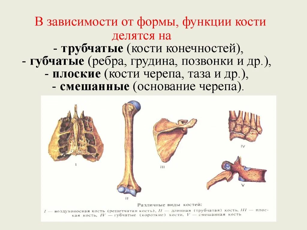 5 групп костей. Трубчатые губчатые Грудина позвонки. Трубчатые кости явгрудина и губчатые. Кости трубчатые губчатые плоские смешанные. Позвонки это кости плоские губчатые трубчатые.