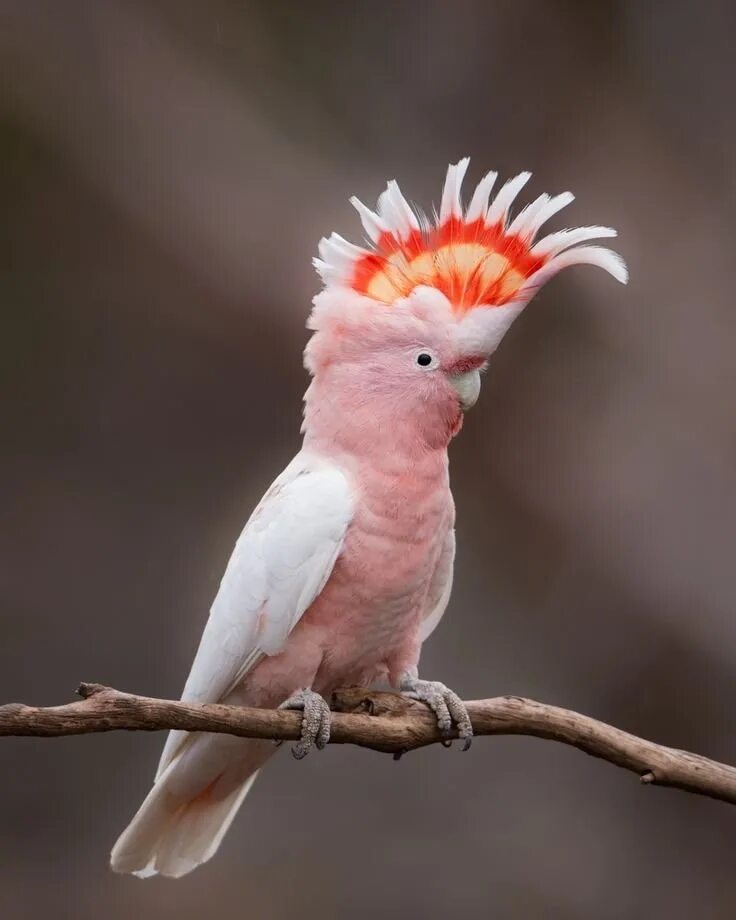 Разноцветное какаду. Попугай Какаду. Попугай Какаду Инка. Попугай Какаду в Австралии. Попугай Какаду розовый.