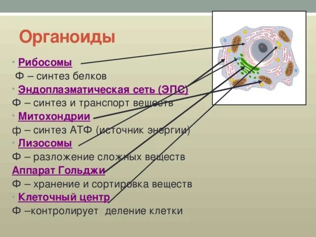 Органоиды отвечающие за синтез белка. Схема биосинтеза белка в живой клетке. Рибосомы эукариотической клетки. Отвечает за первичный синтез белков органоид клетки. Синтез белков в рибосомах.