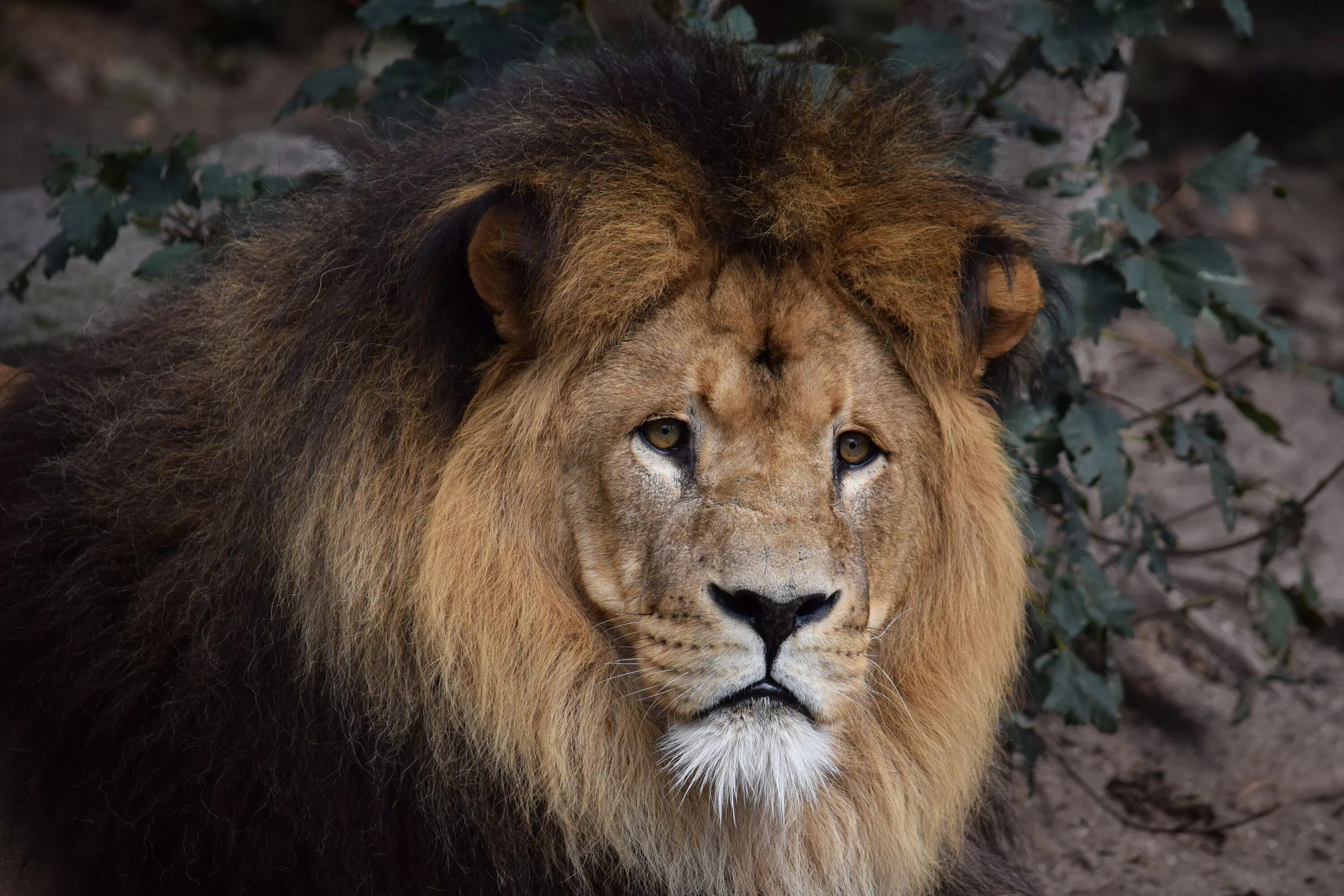 1996 год лев. Африканский Лев. Красивый Лев. Морда Льва. Лев фото.