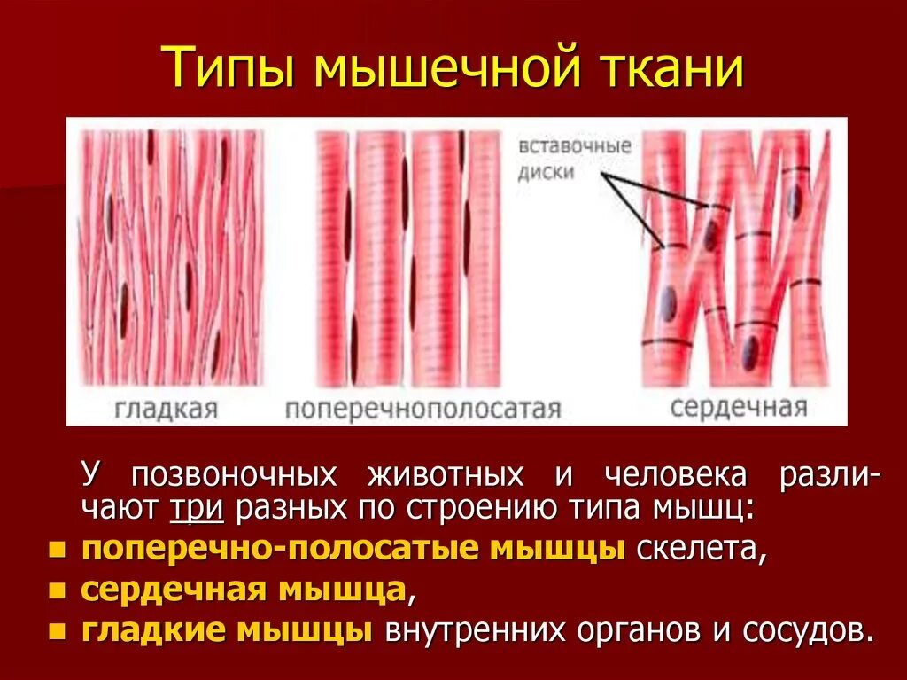 Особенности сердечной ткани гладкой мышечной ткани