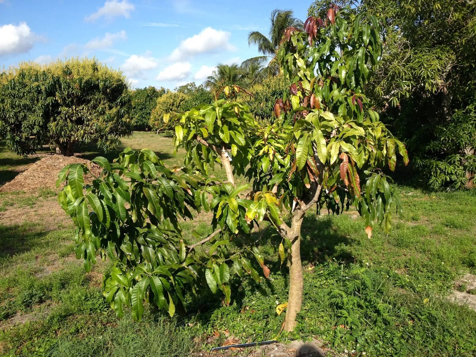 Цветущее дерево манго. Манго красный дерево. Манго красное дерево цветущее. Азиат манго дерево. Манго дерево India.