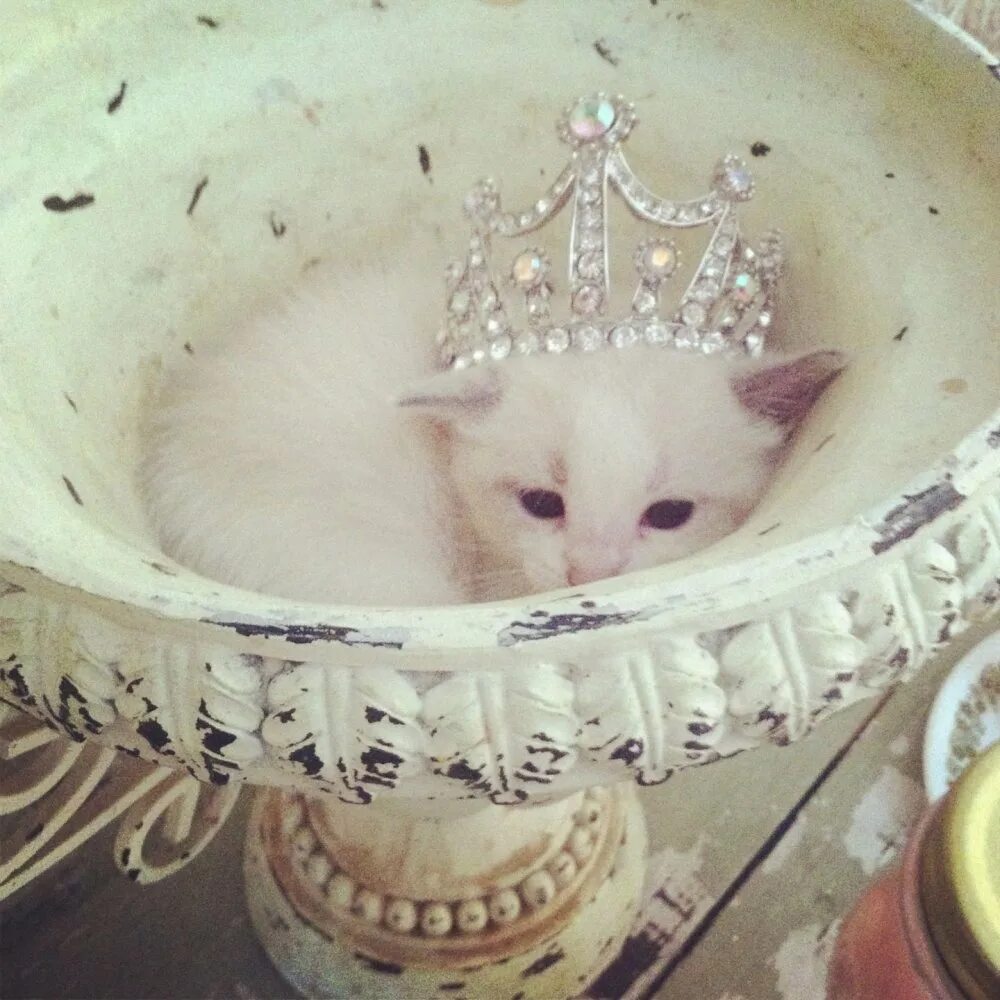 Котенок с короной. Кошечка с короной. Милые котики с короной.