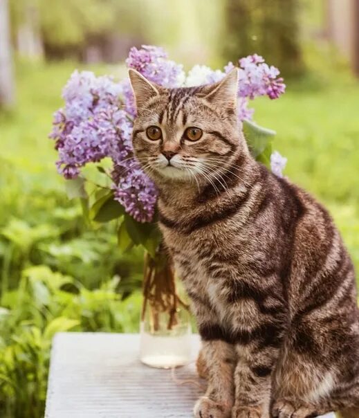 Кошки сиренью. Кот и сирень. Сирень и котики. Кошка и сирень. Весенний котик.