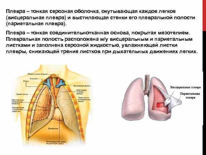 Легкие покрыты снаружи оболочкой. Серозная оболочка плевральной полости. Серозная оболочка плевра. Дыхательная система плевра. Плевра и плевральная полость.