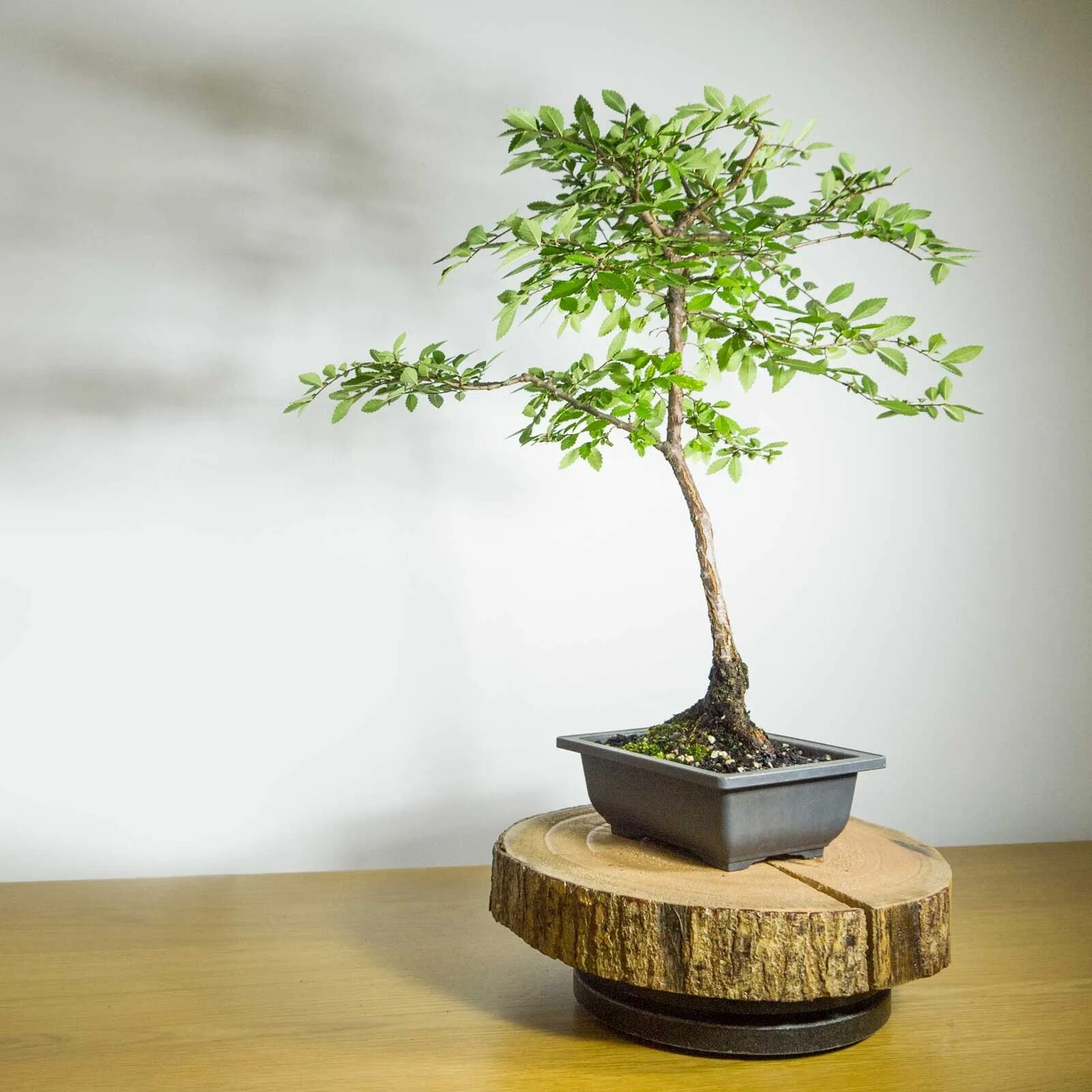 Кедр гималайский бонсаи. Дзельква японская бонсай. Метасеквойя бонсай. Бонсай тюхин. Yamayori бонсай.