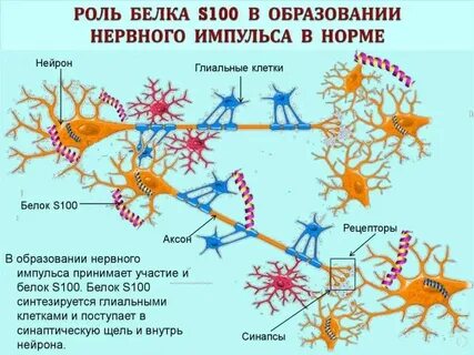 Антитела мозгоспецифическому белку s 100 что это