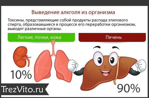 Какие органы участвуют в выведении продуктов распада. Продукты распата АЛКОГОЛЯВ организма. Пути выведения этанола из организма. Продукты распада этанола в организме. Вывод продуктов распада из организма.