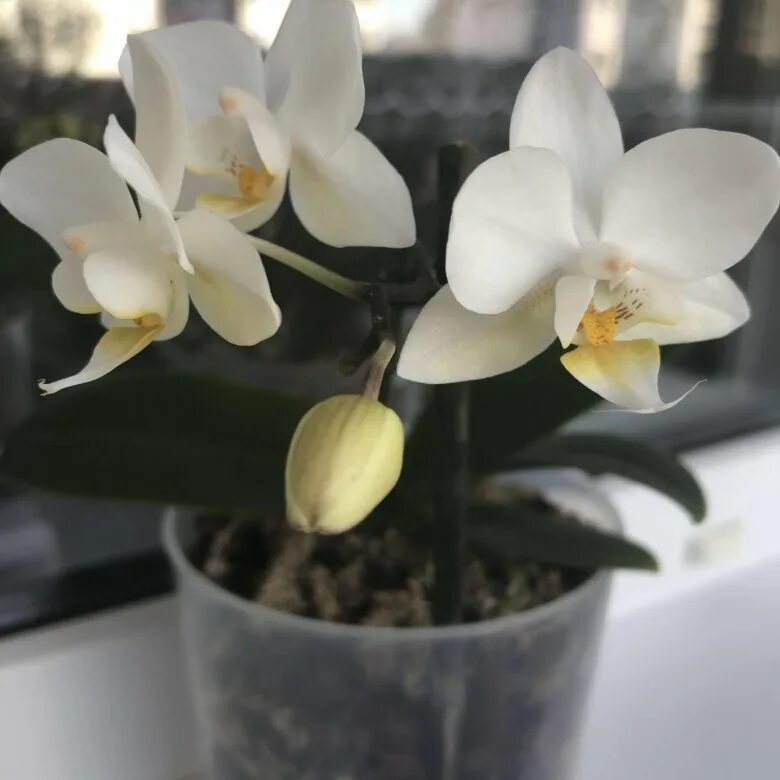 Орхидея фаленопсис ямайка. Орхидея сноу клауд. Софт клауд орхидея. Фаленопсис софт клауд. Орхидея мультифлора.