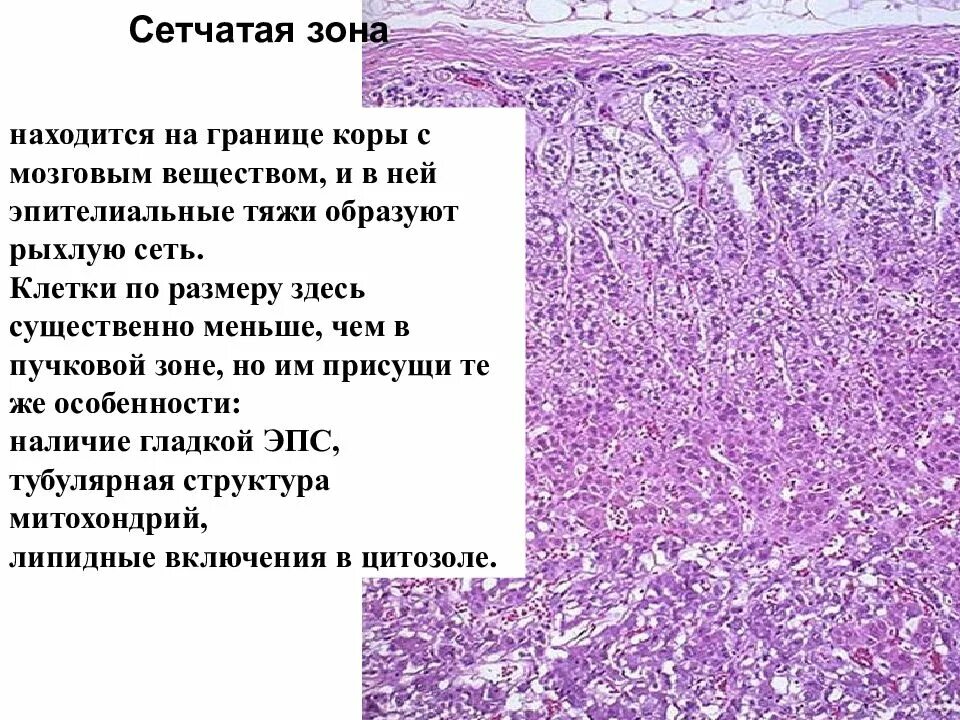 Эндокринная клетка гистология. Эндокринная система гистология. Ретикулярная зона коры надпочечников.