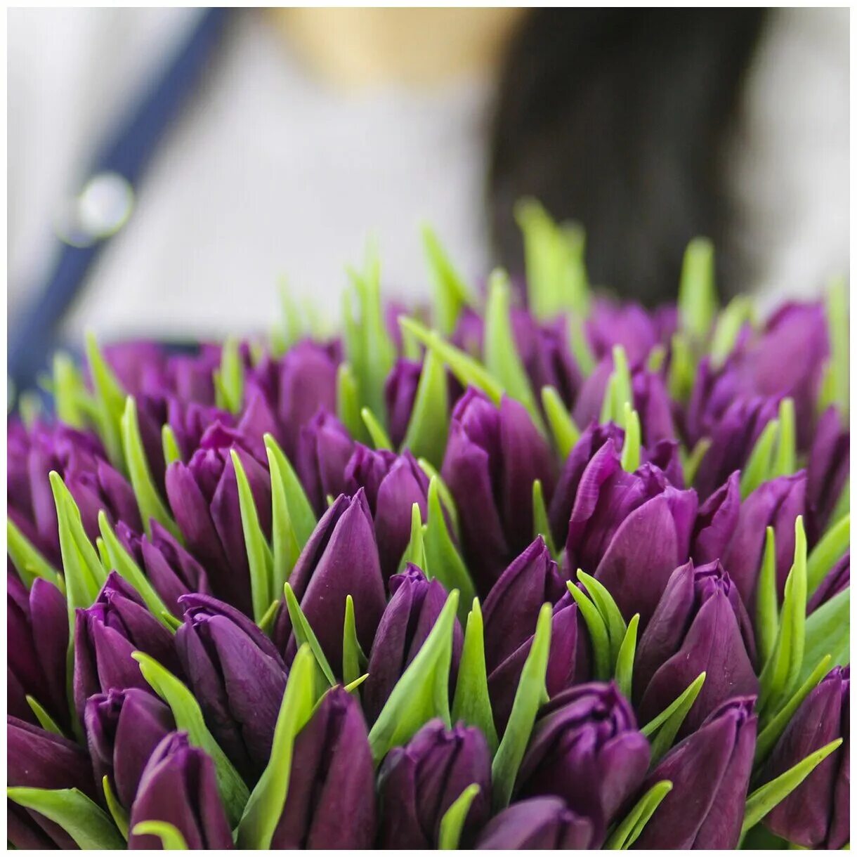 Фиолетовые тюльпаны к чему. 101 Фиолетовый тюльпан. Фиолетовые тюльпаны в коробке. Тюльпан сиреневый.