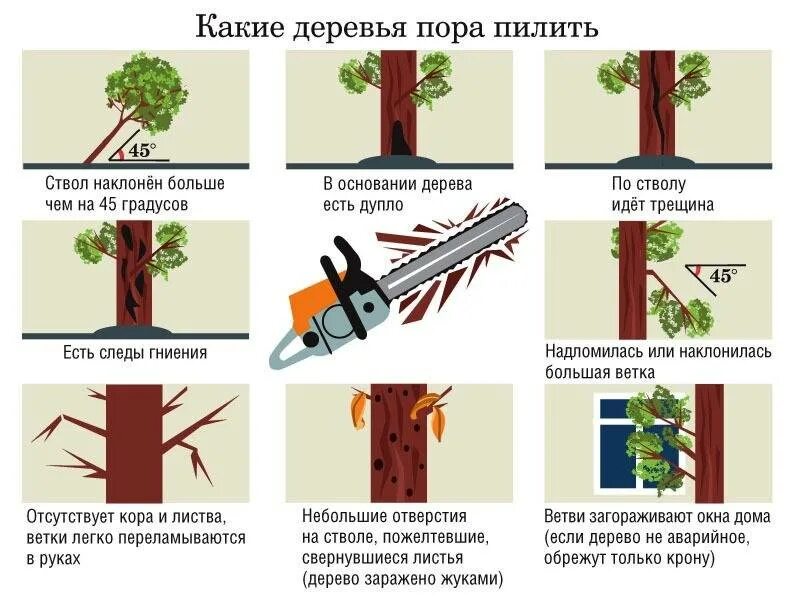 Обрезают ли березы. Правильное спиливание веток деревьев. Какие деревья можно спиливать без разрешения. Какие деревья можно вырубать. Деревья и кустарники.
