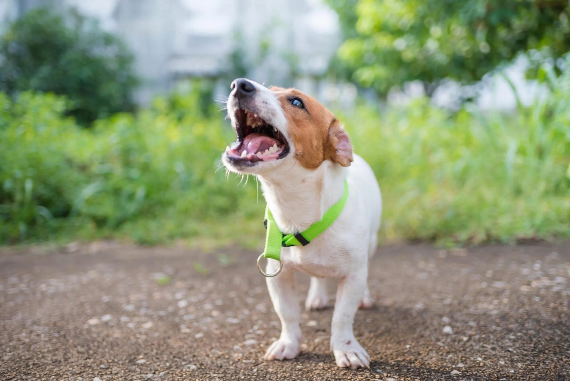 Джек-Рассел-терьер. Лай Джек Рассела. Джек Рассел собака лает. Jack Russell Terrier Bark.