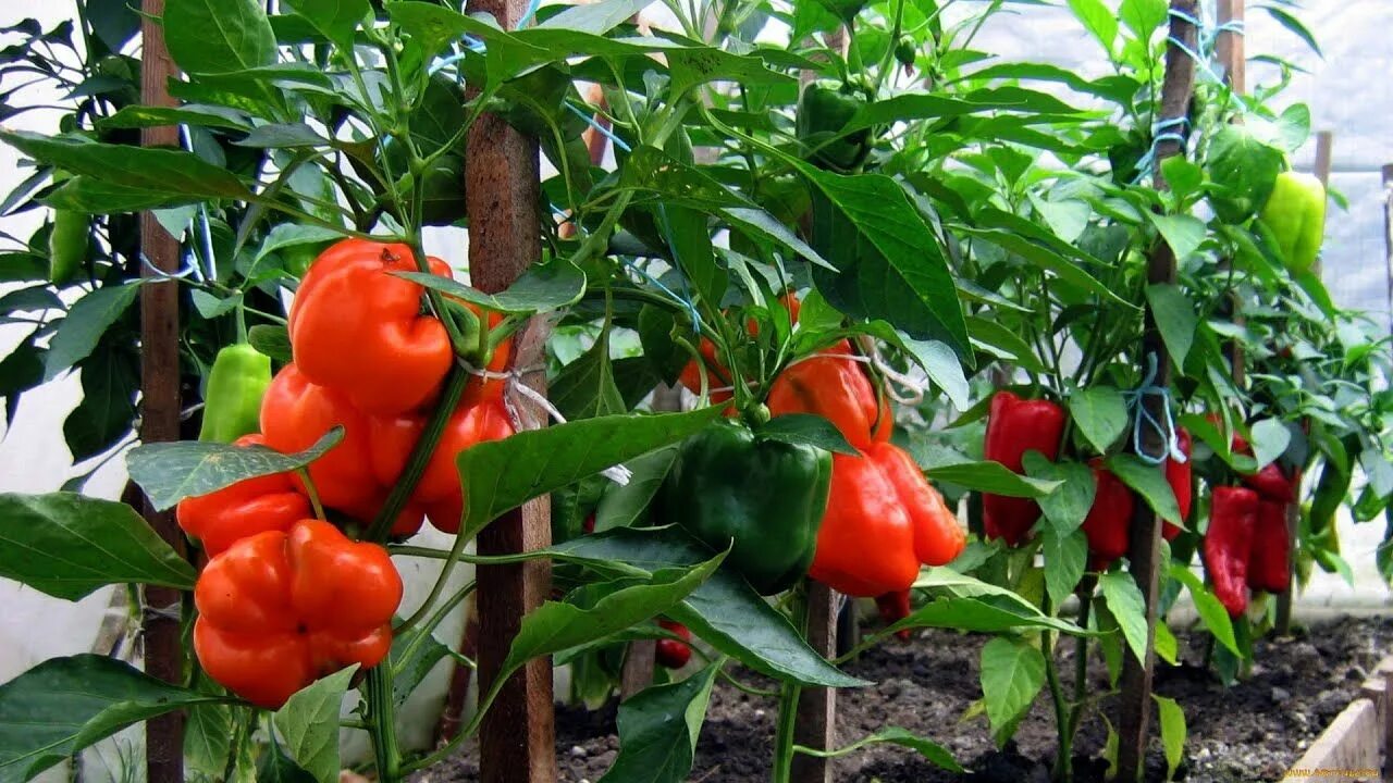 Перец сладкий кавалер куст. Перец артист f1. Сладкий перец растет в земле. Сладкий перец растет в земле. Перец болгарский на грядке.