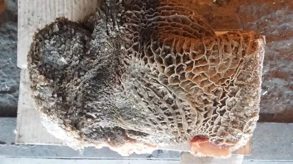 исследование сетки