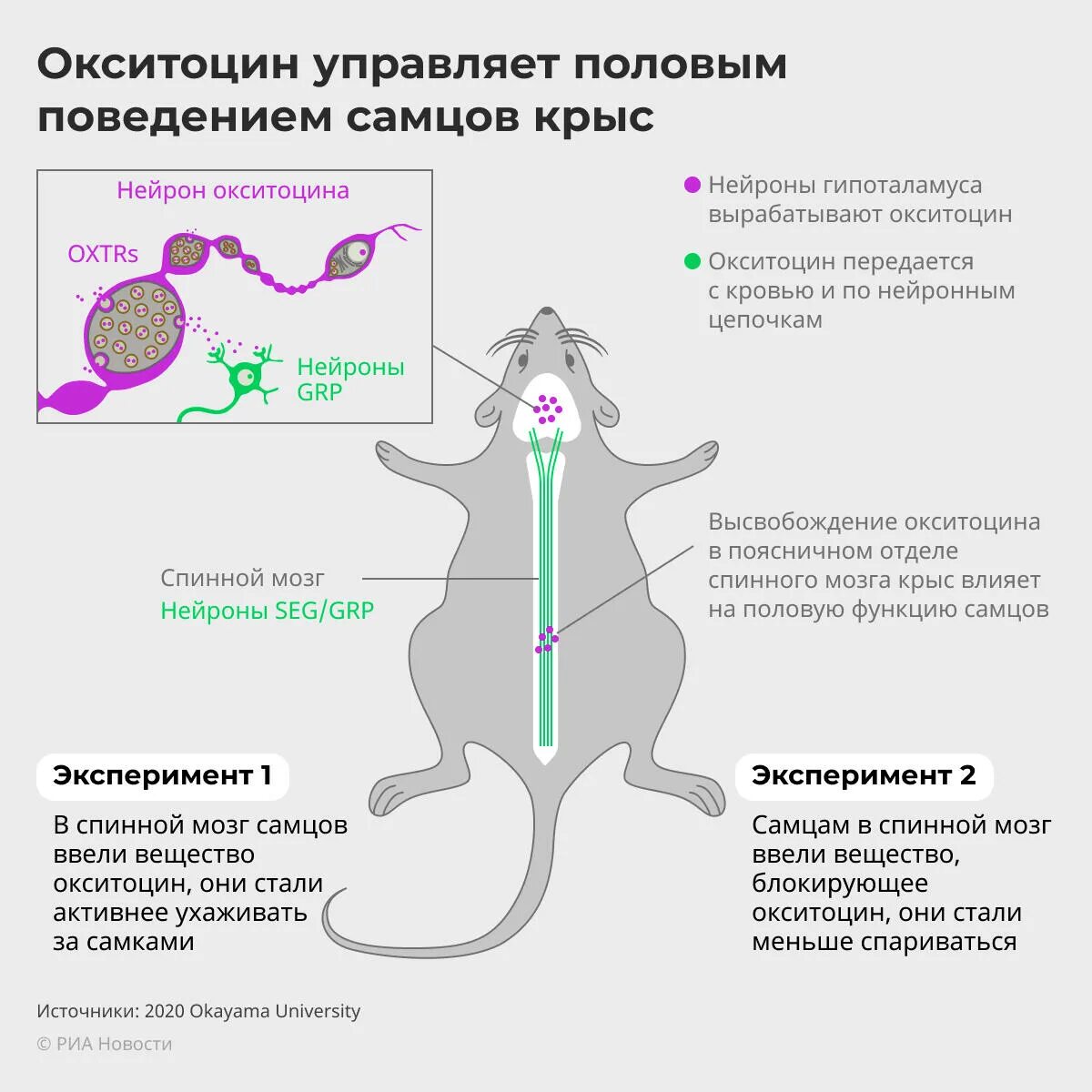Гормон окситоцин как повысить. Окситоцин гормон. гипоталамус окситоцин. окситоцин вырабатывается в гипоталамусе. окситоцин интраназально.