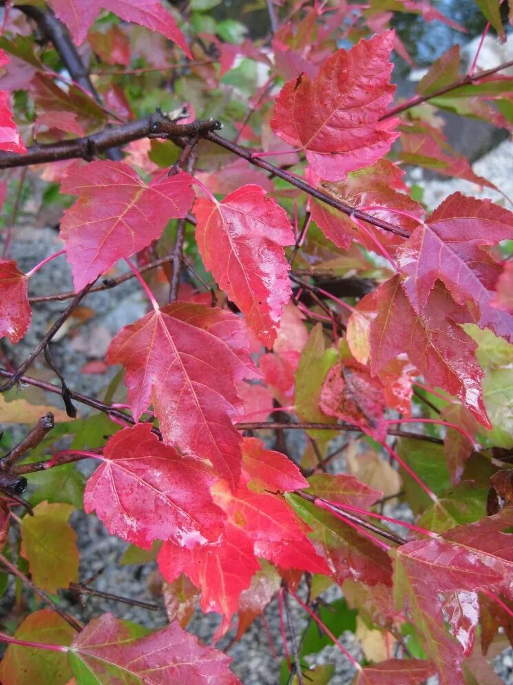 Клен приречный гиннала. Клен гиннала саженец. Приречный) acer ginnala. Клен гиннала acer ginnala. Клен гиннала описание.