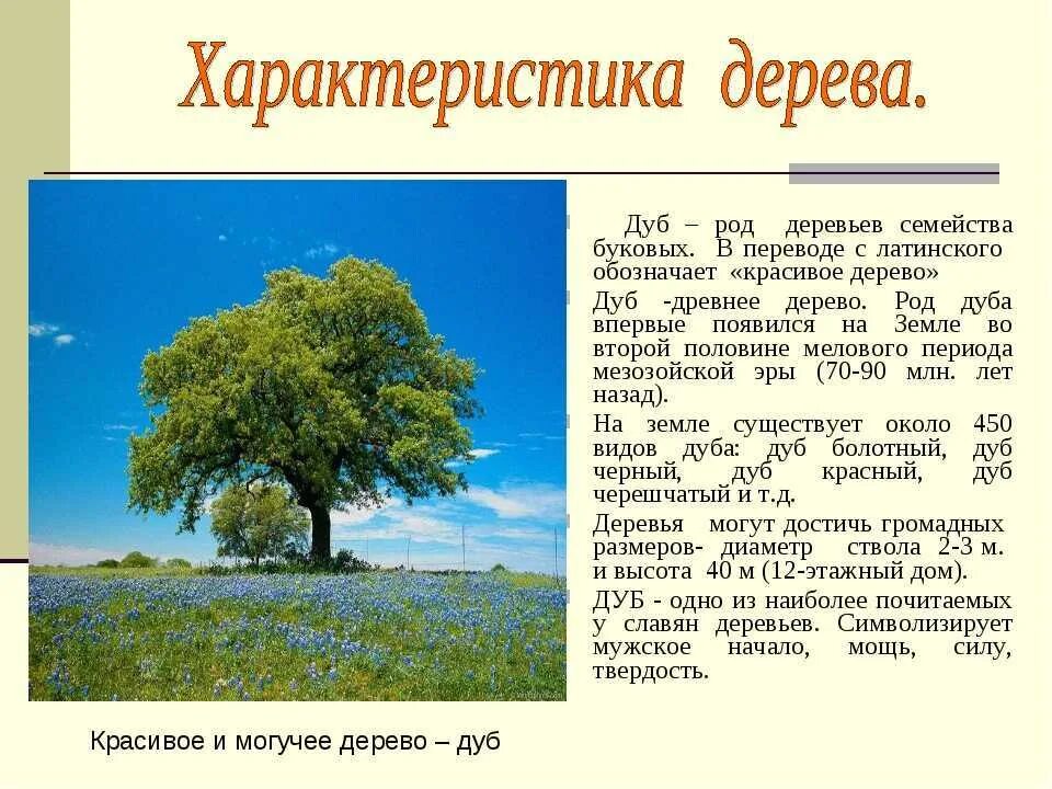 Тема для презентации деревья леса. Описание дерева. Клён описание дерева. Окружающий мир 2 класс сообщение о дереве. Доклад о дереве.
