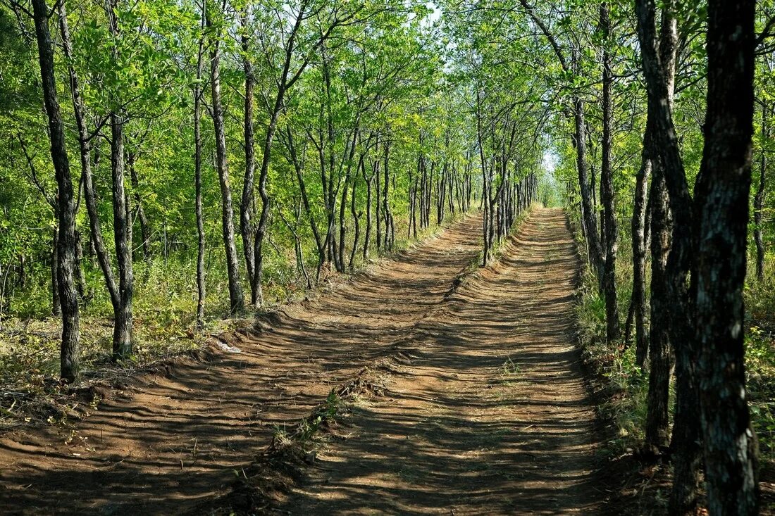 Тропа м. Тропа терренкур. Тропа терренкур Междуреченск. Пешеходная тропа терренкур. Терренкур «Нæртон».