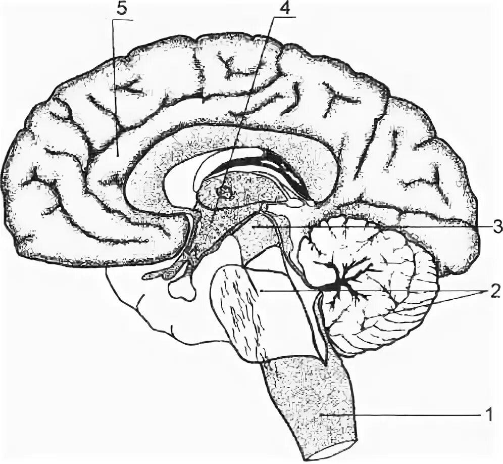Головной мозг из трех отделов реберное дыхание. Промежуточный мозг Сагиттальный разрез головного мозга.