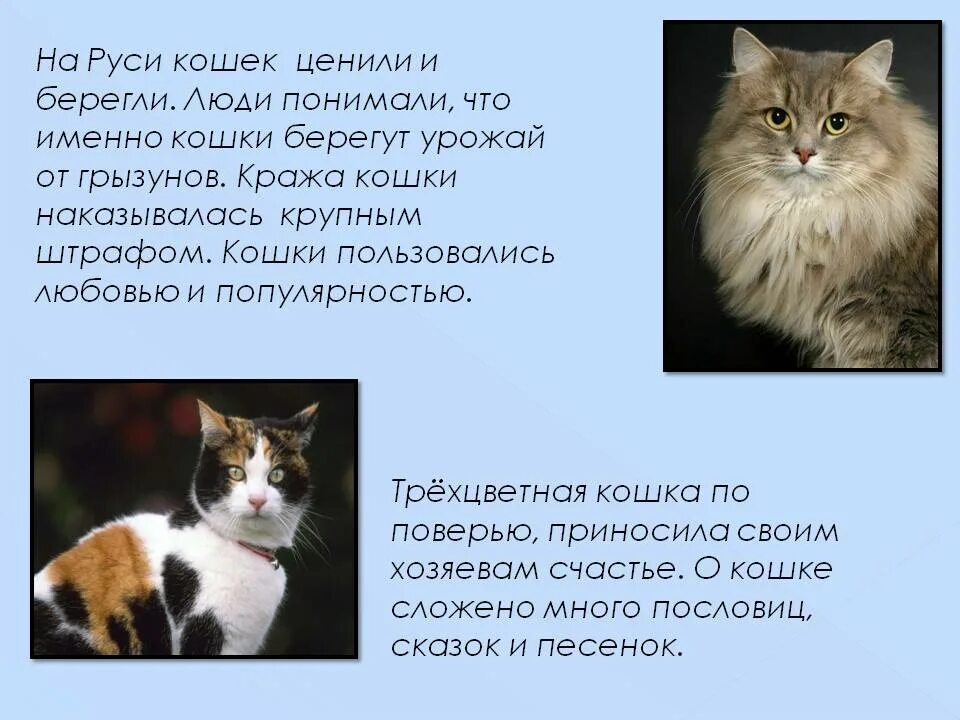 Значение кошачьих