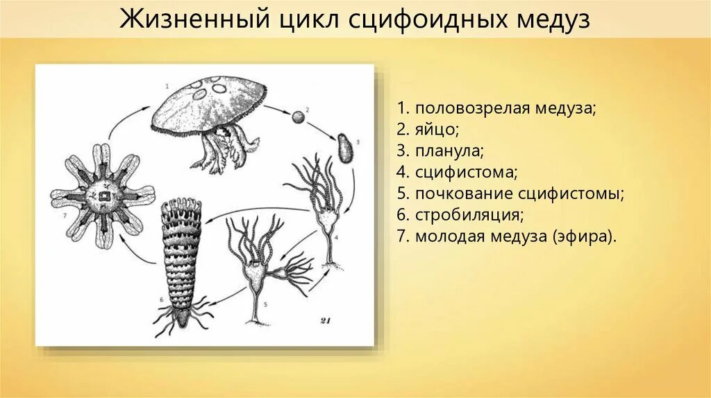 Жизненный цикл сцифоидных медуз. Сцифоидные планула. Схема размножения сцифоидных. Личинка сцифоидных медуз.