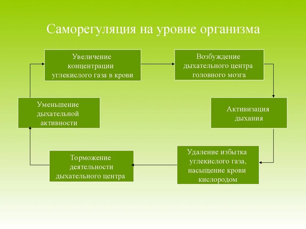 Саморегуляция. Саморегуляция организма. Саморегуляция в биологии примеры. Саморегуляция на уровне клетки.