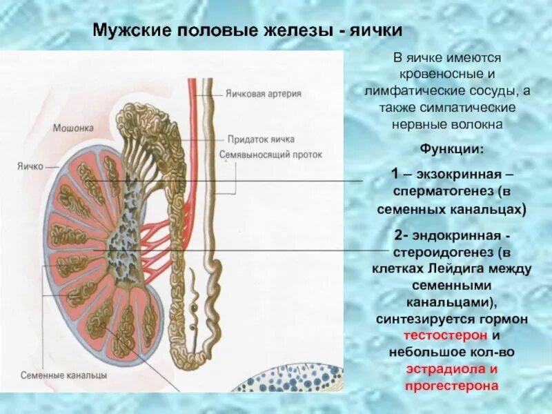 Гормоны мужских половых желез строение. Семенники эндокринные железы. Эндокринная часть яичка. Яички строение и функции.