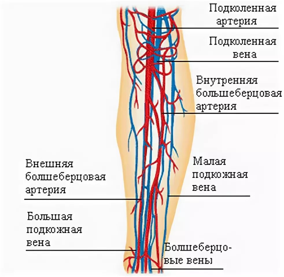 Задняя большеберцовая Вена анатомия. Подколенная Вена анатомия ветви. Поверхностная бедренная Вена анатомия. Поверхностная бедренная артерия анатомия.