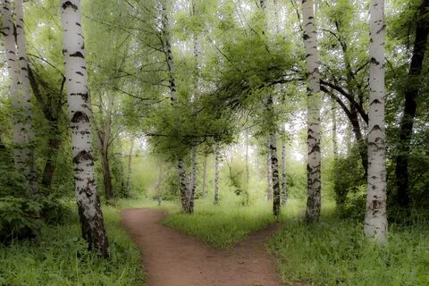 Сквозь березовую рощу
