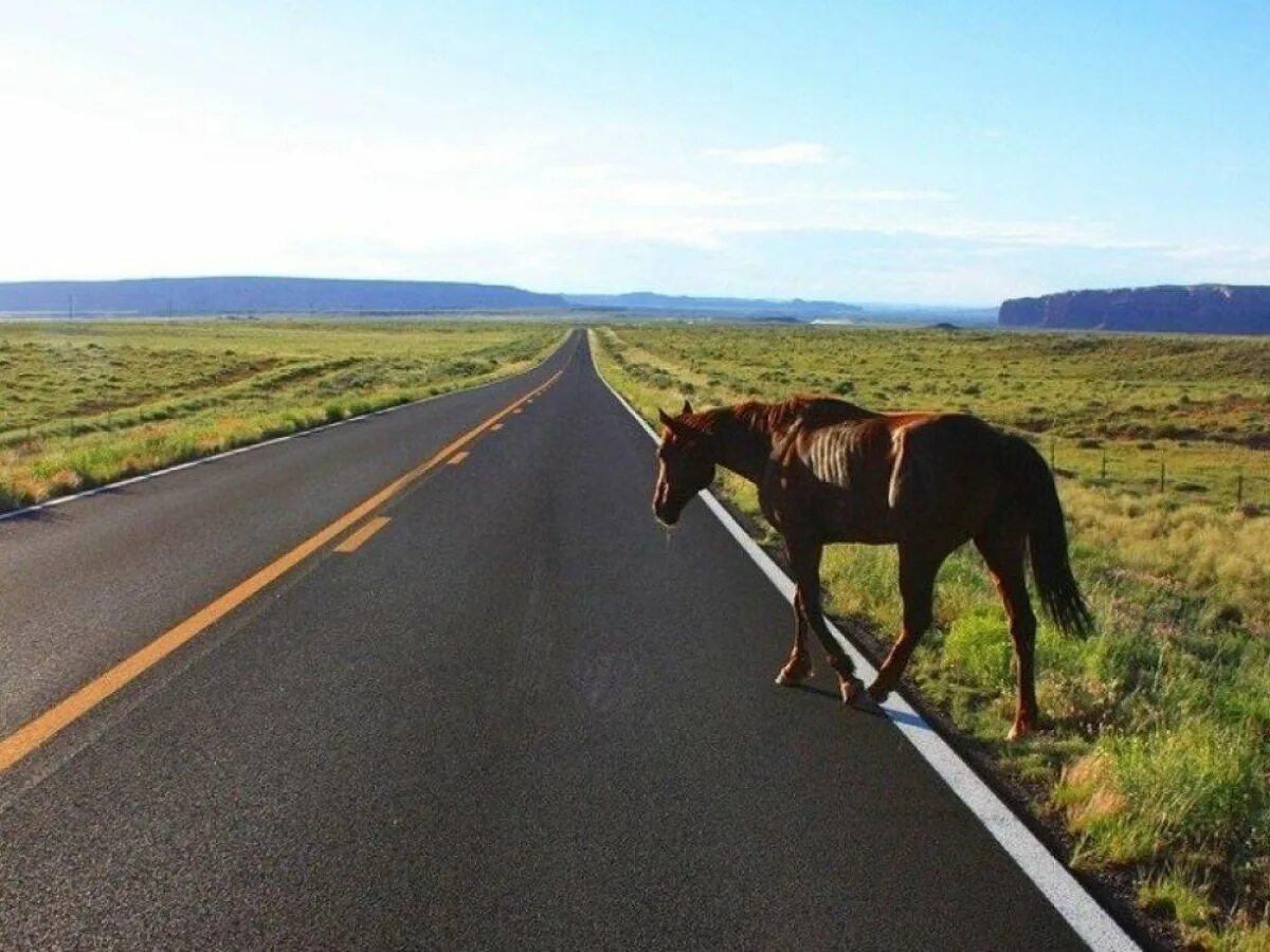 По дороге лошадка. Лошадь на дороге. На конях по дороге. Лошадь бежит по дороге.