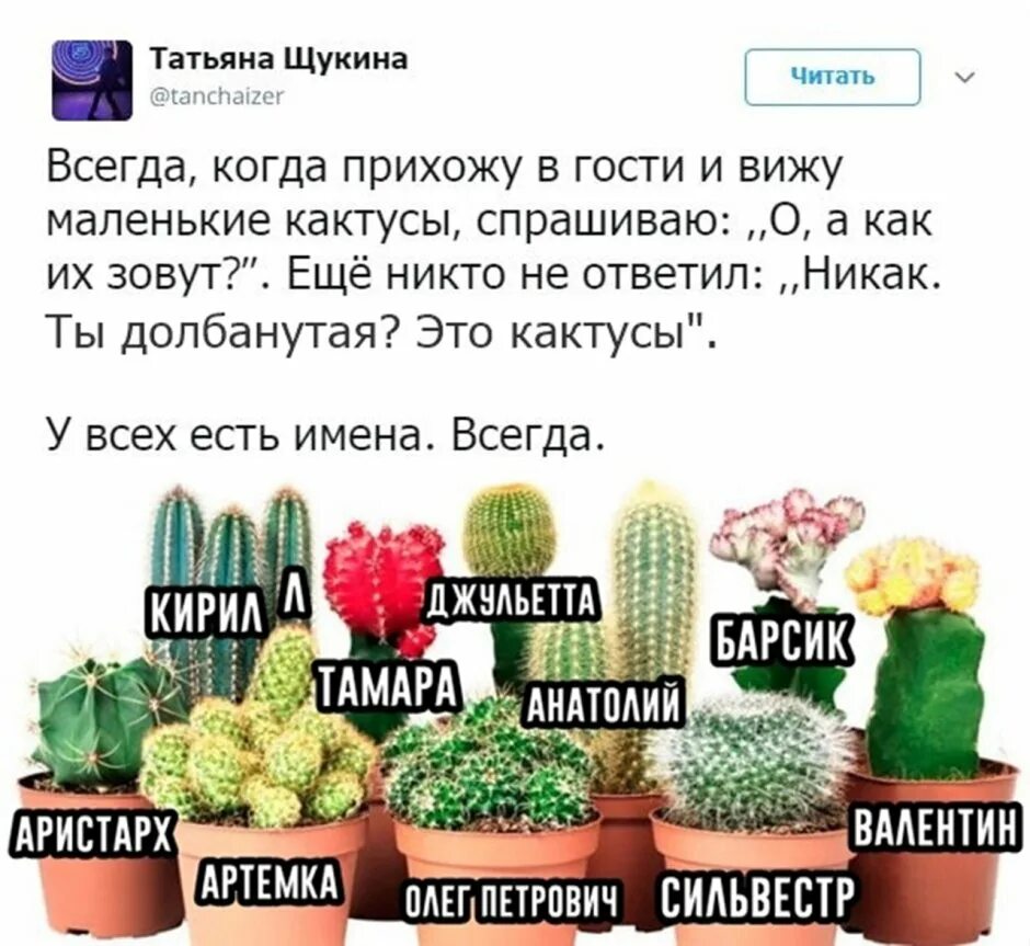 Как называется никак. Имена для кактусов. Имена для кактусов девочек. Имена для какь. Смешные имена для кактусов.