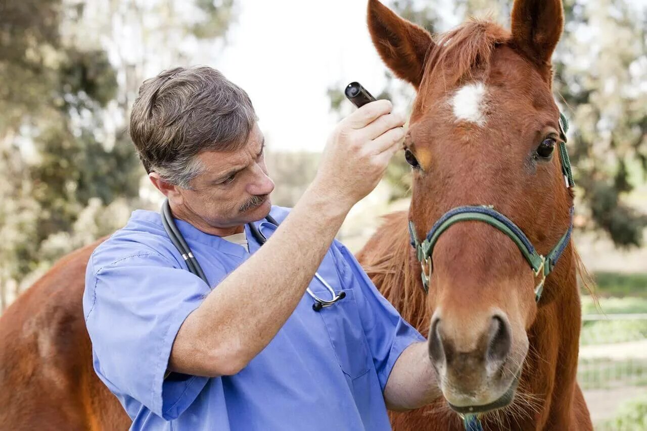 Болезнь лошадей 3. Ветеринария лошади. Ветеринар. Осмотр животных.