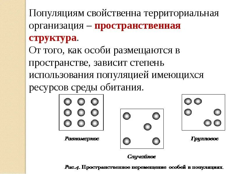 Структура популяции схема. Пространственная структура популяций животных. Структуры популяции в биологии.