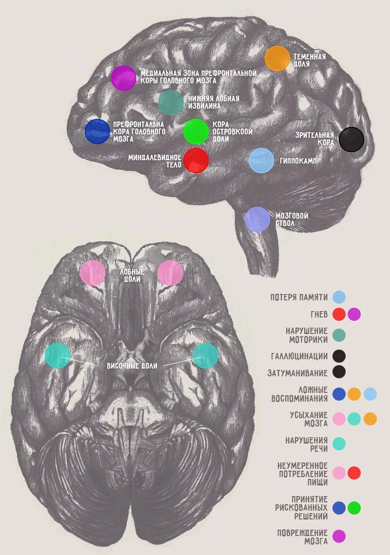 Зона мозга отвечающая за память. Участок мозга отвечающий за эмоции. Часть мозга отвечающая за зрение. Зоны мозга отвечающие за эмоции. Память в каком отделе мозга