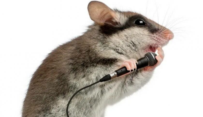 Декоративные крысы. Крыса поет. Крыса поет. Крыса поет. Хомяк с гитарой.