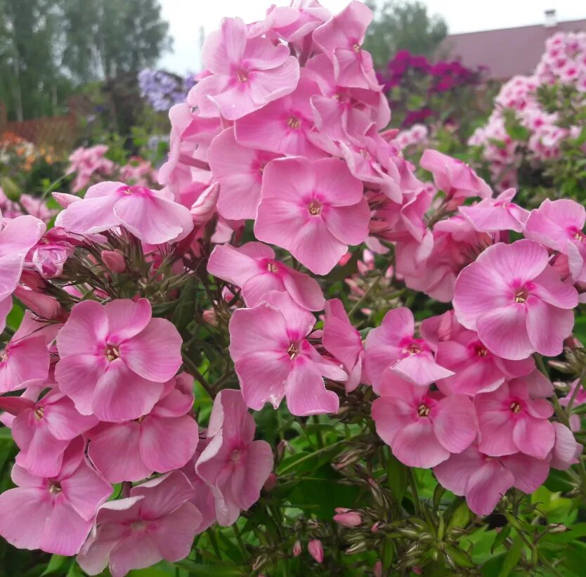 Флокс метельчатый 'Мистер Икс' (Phlox paniculata 'Mister Iks') - Северная Флора