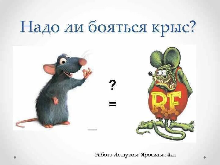Крыса на работе. Фразеологизмы про крыс. Крыса в коллективе. Почему крысы боятся