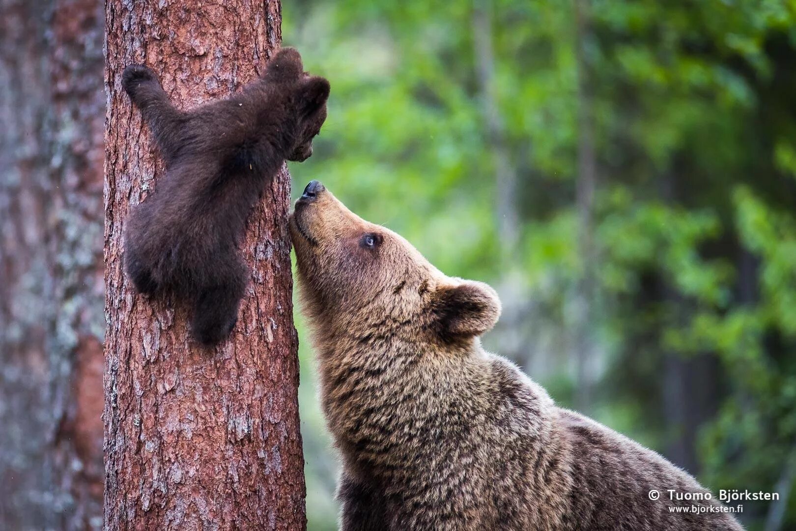 медведь на дереве. медведь под деревом. медведь в лесу. "медведи в лесу" kim norlien. медвежонок в лесу.