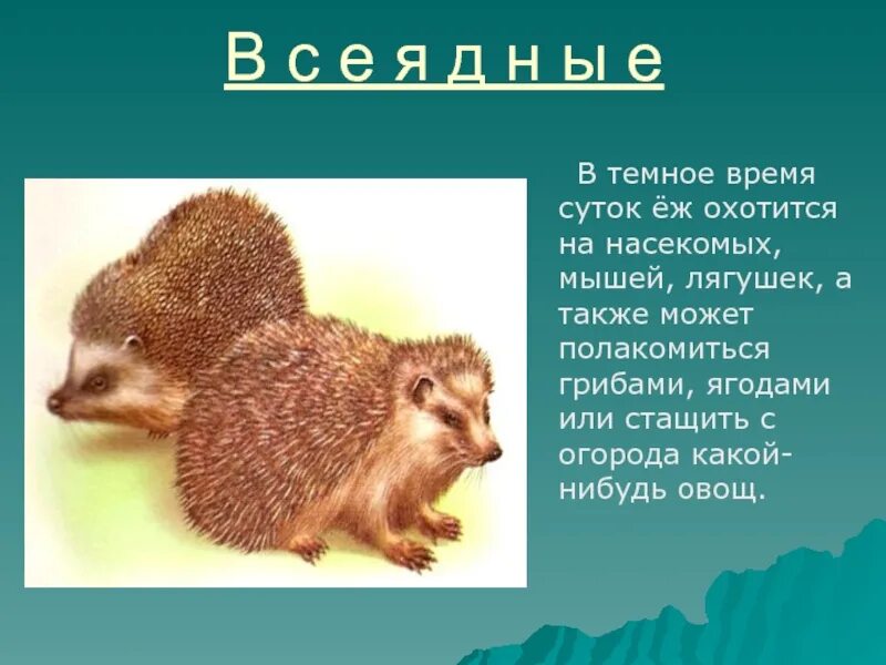 Рабочие листы кто что ест 3 класс. Доклад на тему кто что ест. кто что ест 3 класс окружающий мир. кто что ест презентация. проект на тему кто что ест.