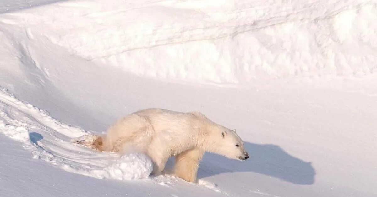 Какой зоне водятся белые медведи песцы лемминги. Остров Врангеля песец. Северный олень, песец, лемминг, белый медведь. Арктическая пустыня Соболь. Песец арктических пустынь.