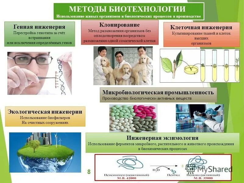 Биотехнологии 8 класс. Методы биотехнологии. Методы биотехнологии примеры. Методы биотехнологии в биологии. Клеточная инженерия в биотехнологии.