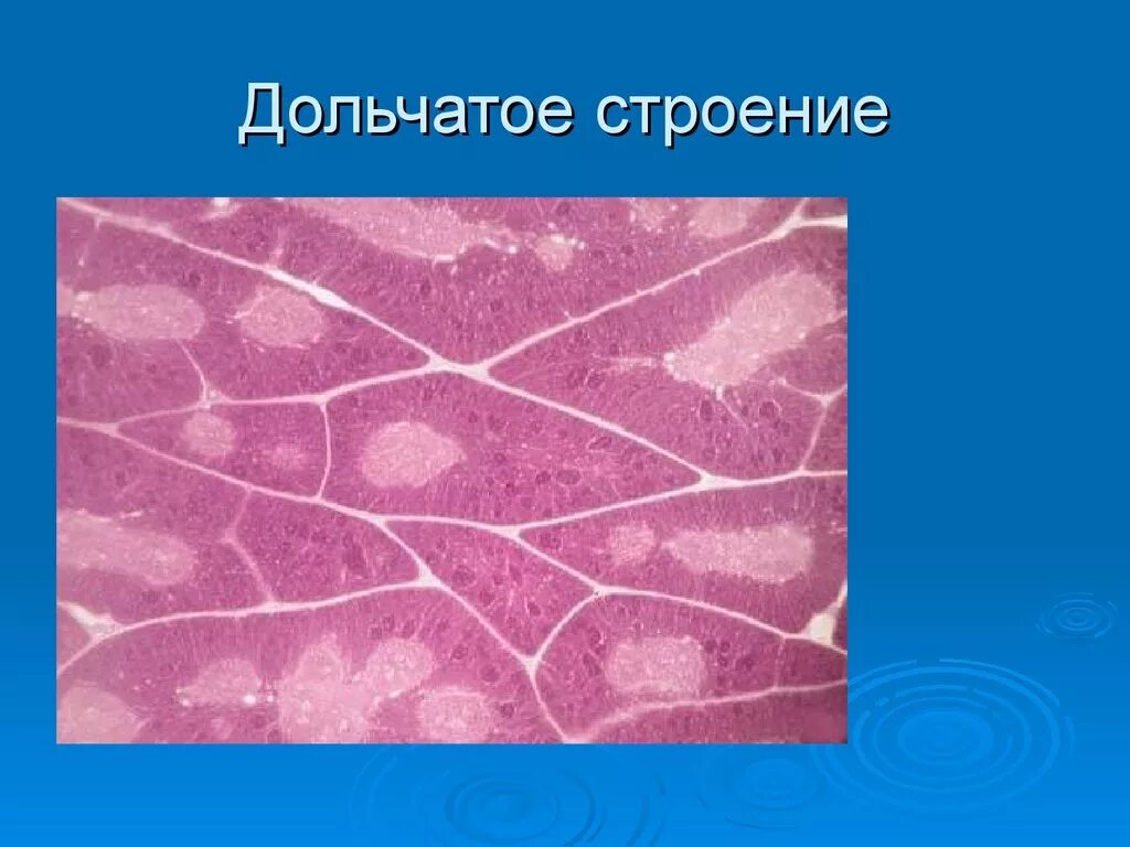 Дольчатое строение почек. Дольчатое строение поджелудочной железы. Строение трубчатой поджелудочной железы. Поджелудочная железа гиста. Дольчатое строение почек у детей.