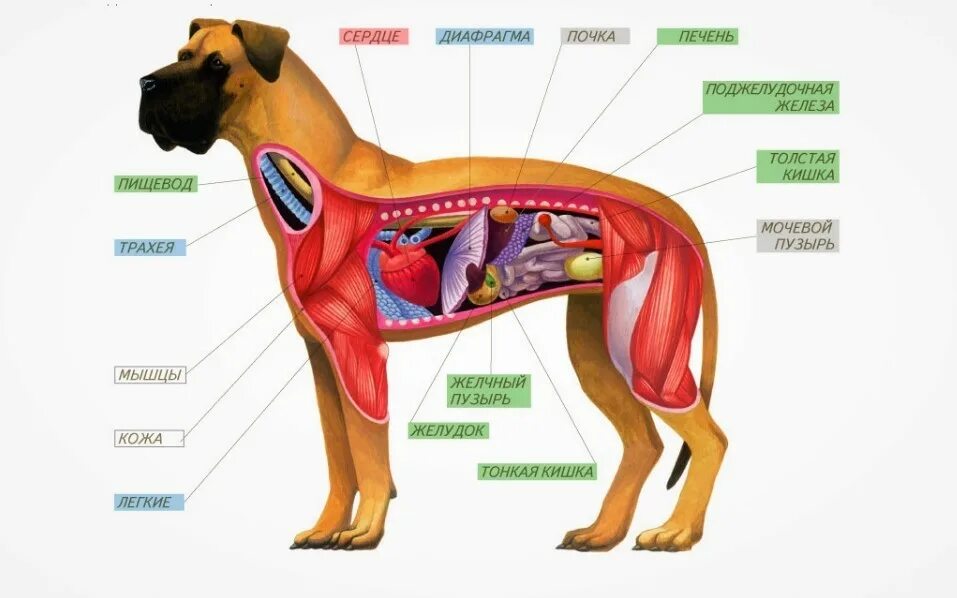 Внутреннее строение млекопитающих по системам органов. Внутреннее строение собаки скелет. Внутренне строение органов собаки. Внутреннее строение млекопитающих схема. Можно печень йорку