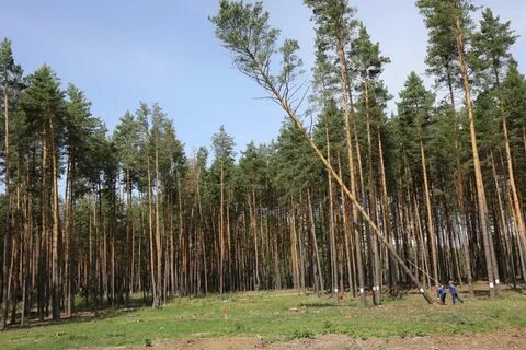 Лес липецк